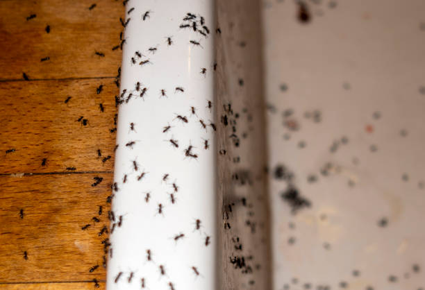 Best Affordable Pest Control Services  in Yoncalla, OR